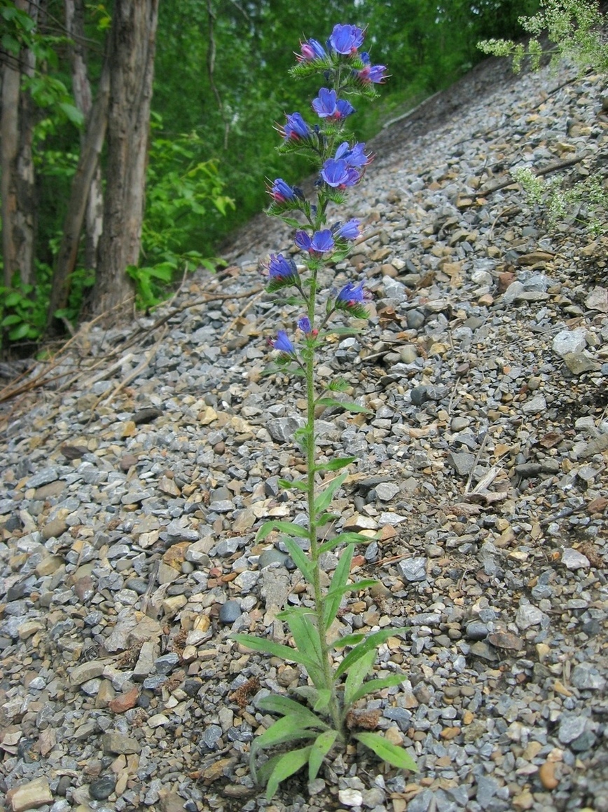Image of Echium vulgare specimen.