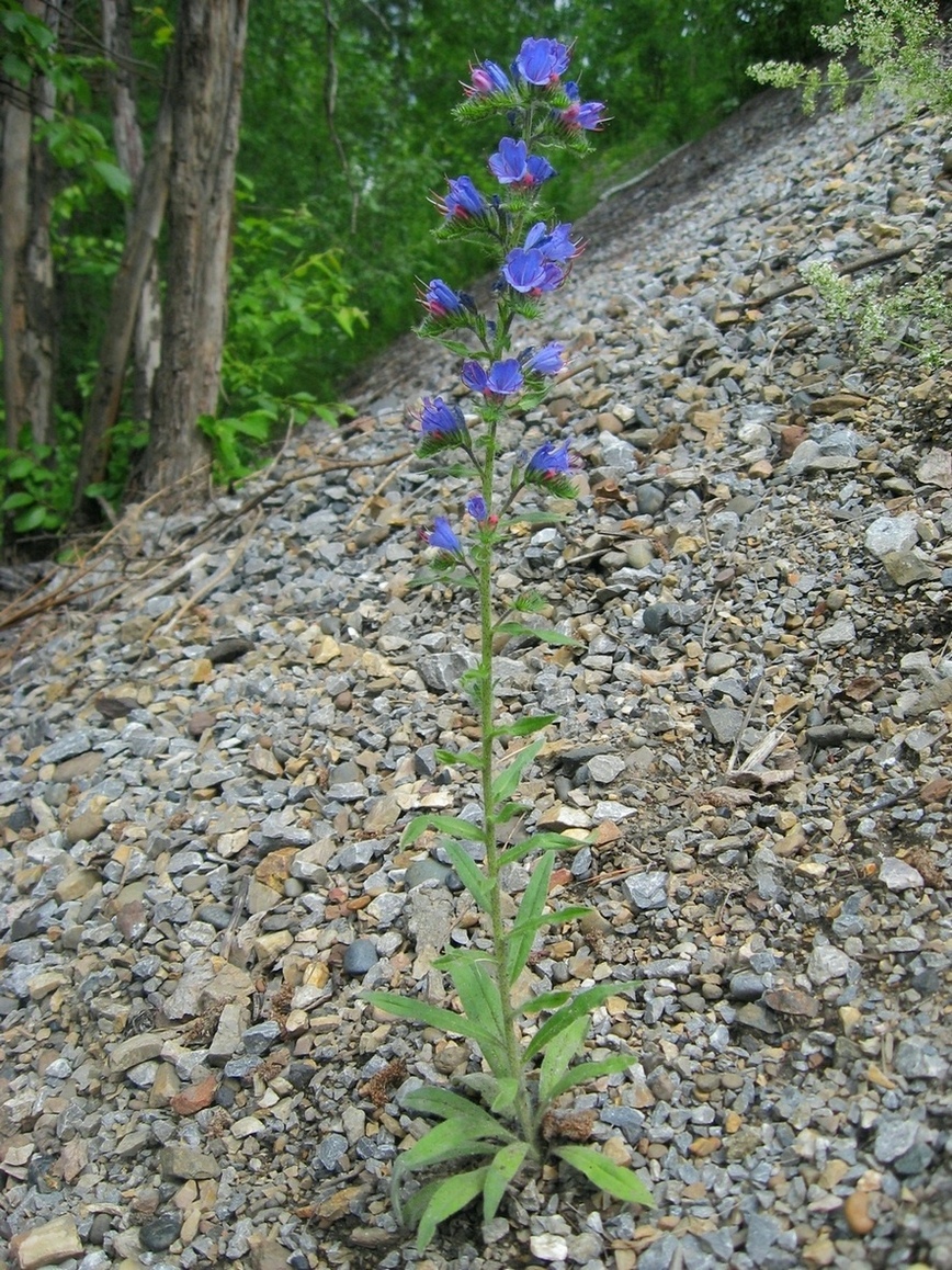 Изображение особи Echium vulgare.