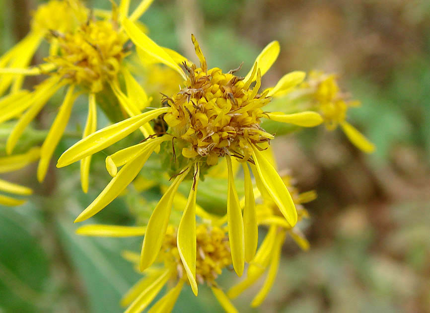 Изображение особи Solidago virgaurea ssp. dahurica.