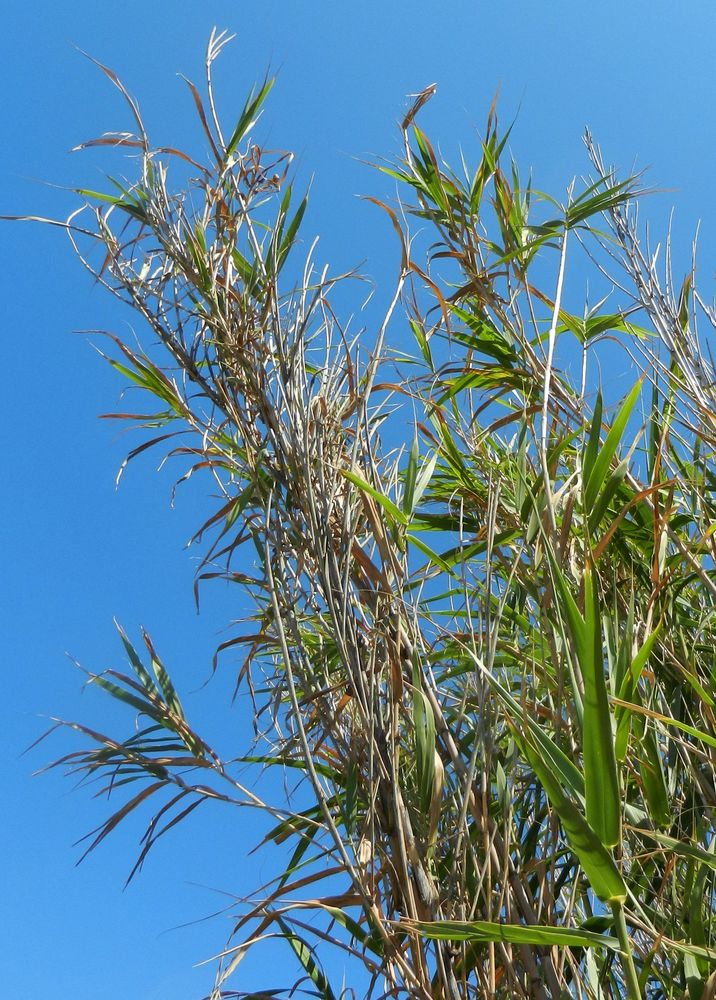 Image of Arundo donax specimen.