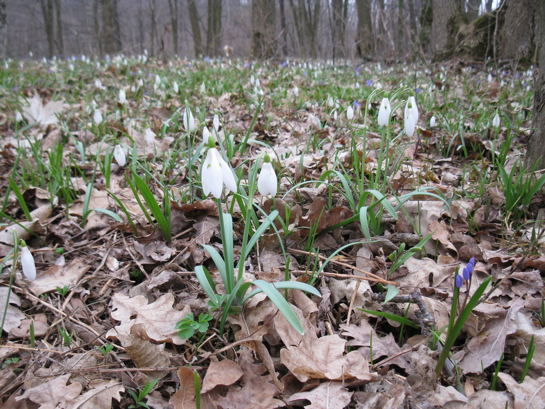 Изображение особи Galanthus nivalis.