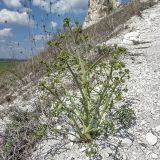 Crambe tataria. Зацветающее растение. Воронежская обл., Лискинский р-н, окр. с. Дивногорье. 02.05.2015.