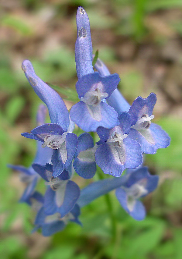 Image of Corydalis ambigua specimen.