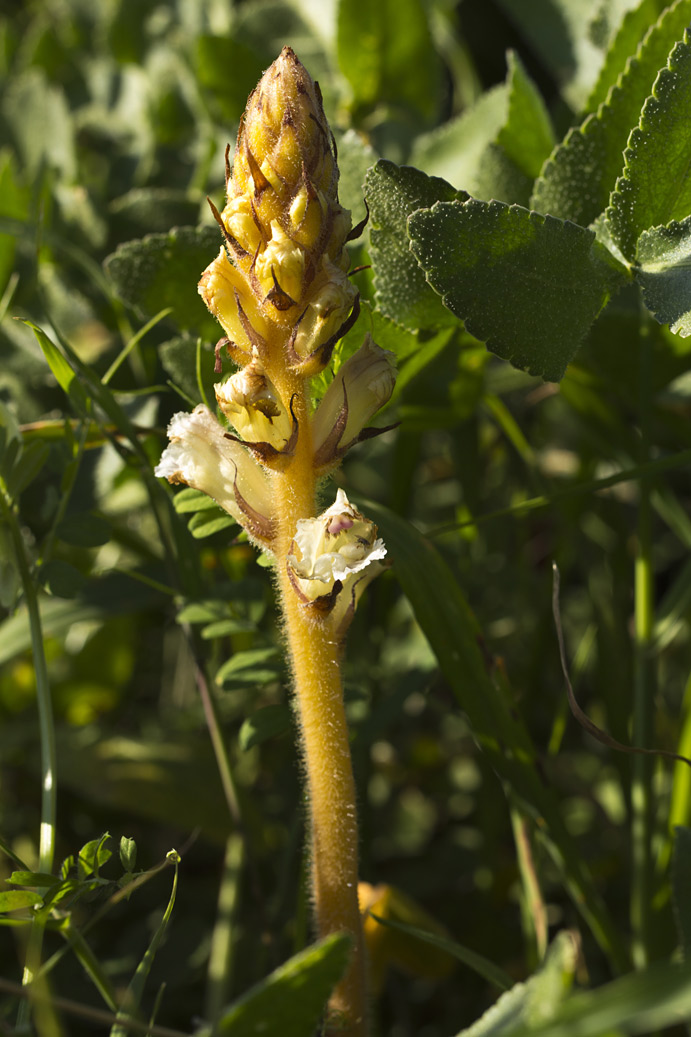 Image of Orobanche crenata specimen.