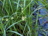 Carex hirta