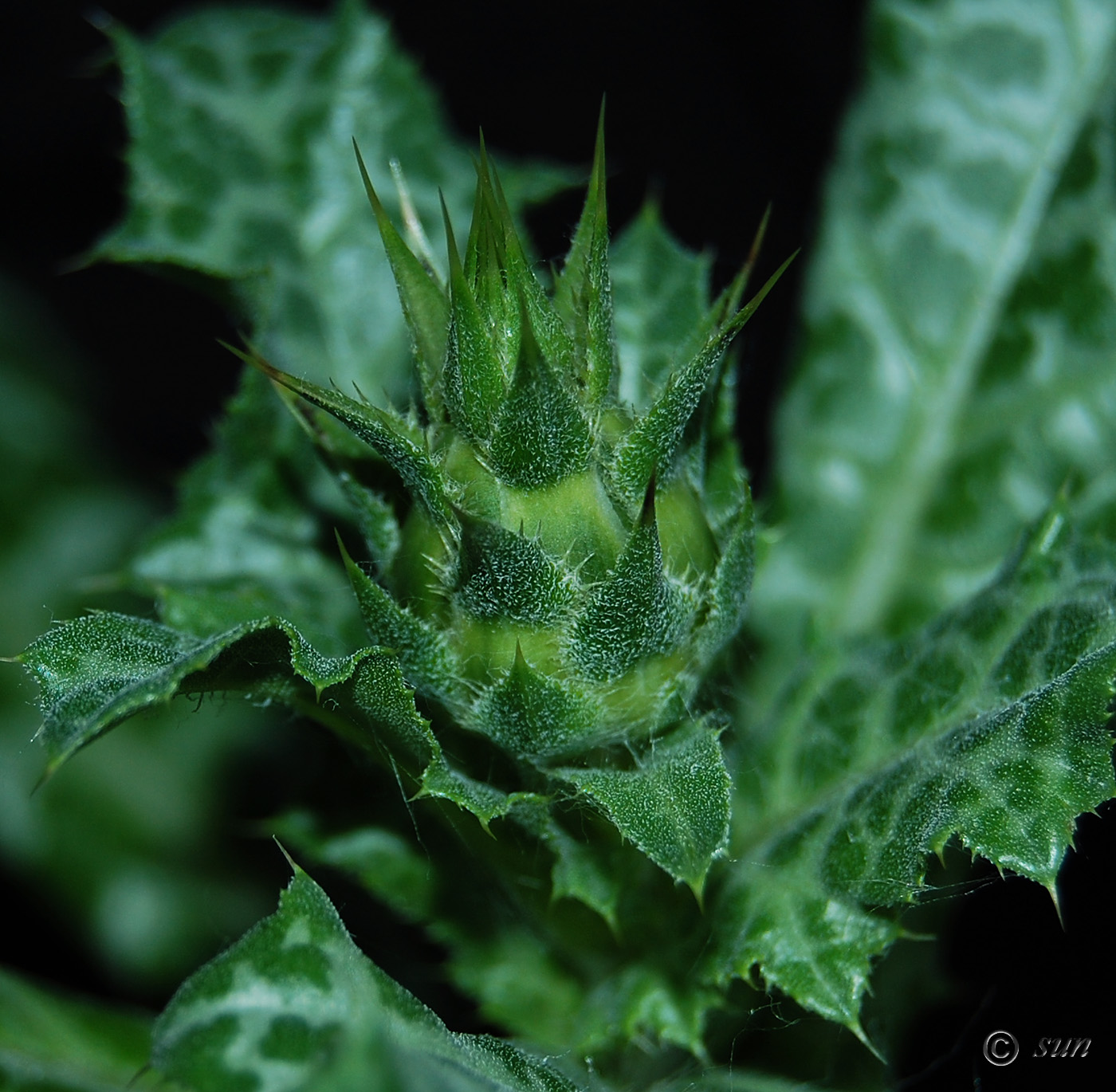 Image of Silybum marianum specimen.