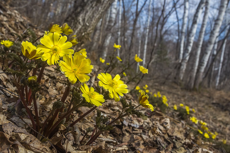 Изображение особи Adonis amurensis.