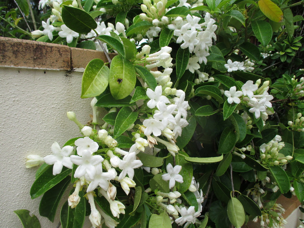 Image of Marsdenia floribunda specimen.