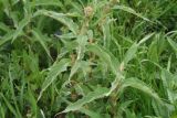 Persicaria hydropiper