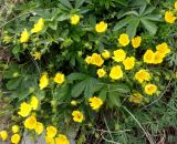 Potentilla sphenophylla