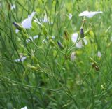 Linum nervosum