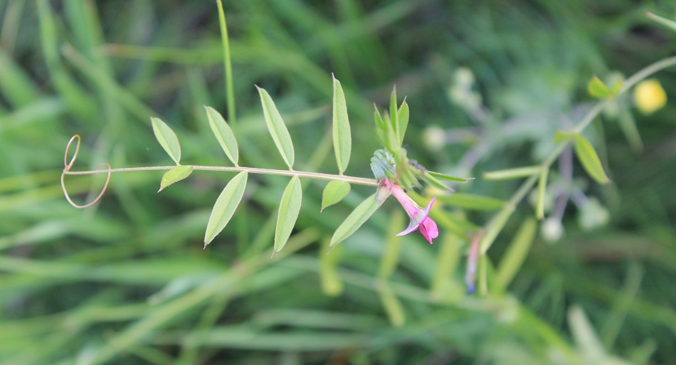 Image of Vicia angustifolia specimen.