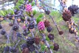 Larix sukaczewii