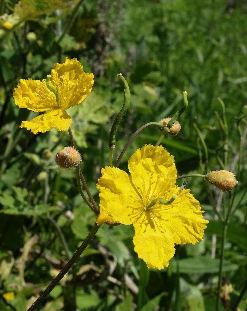 Изображение особи Chelidonium asiaticum.