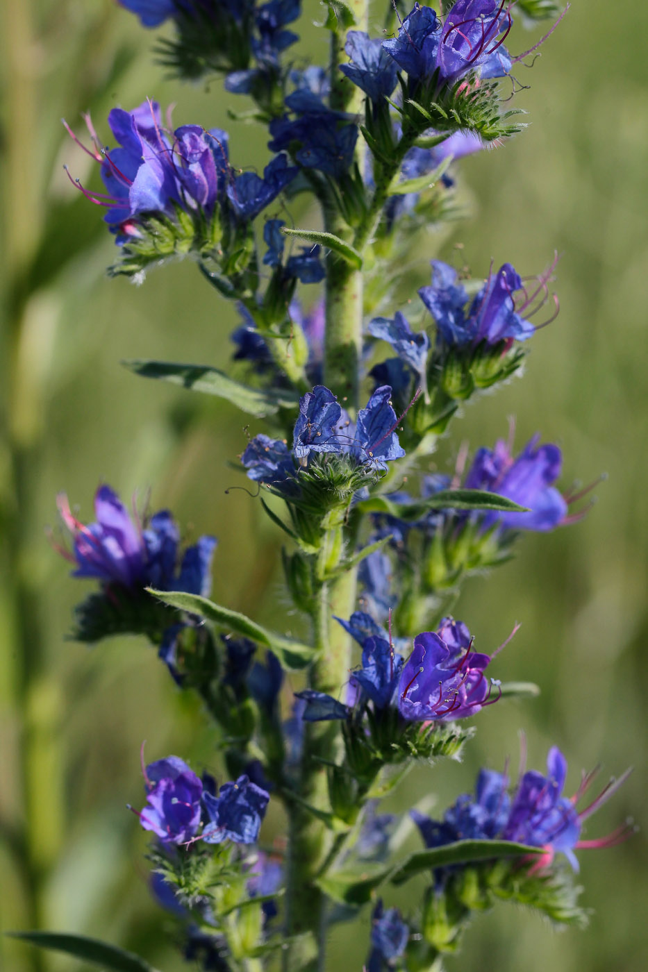 Изображение особи Echium vulgare.