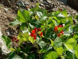 Phaseolus coccineus. Верхушка цветущего растения. Приморье, Находкинский городской округ, бухта Рифовая, каменная осыпь. 18.09.2015.