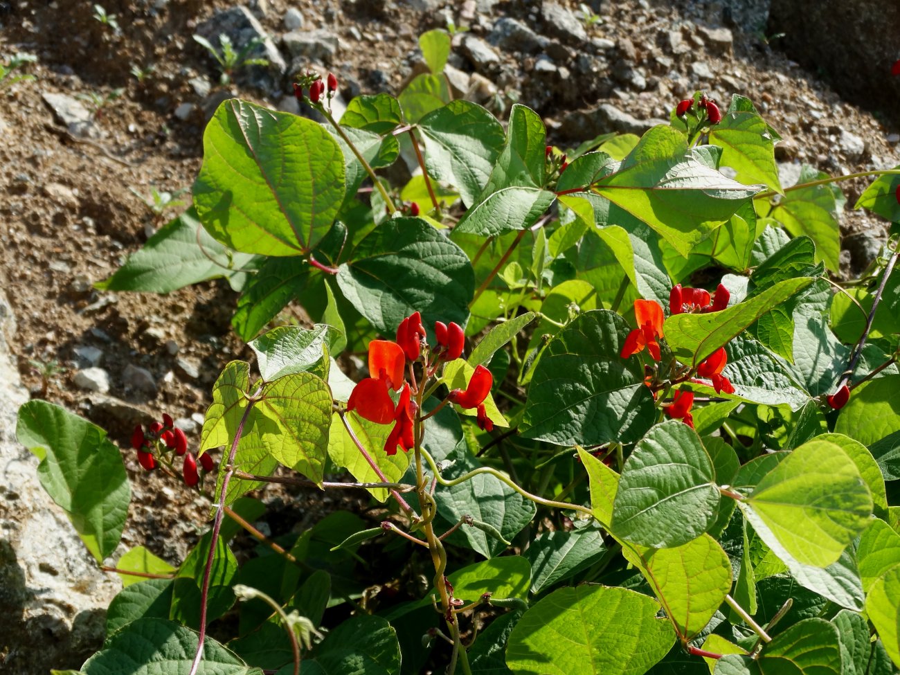 Изображение особи Phaseolus coccineus.