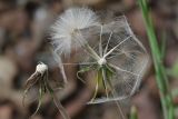 Tragopogon pratensis. Осыпавшееся и осыпающееся соплодия. Ленинградская обл., Всеволожский р-н, окр. дер. Лаппелово, ж.-д. насыпь. 24.06.2016.