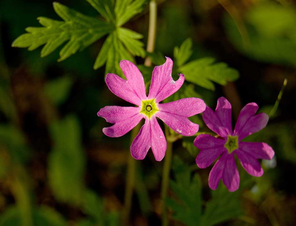 Изображение особи Primula cortusoides.