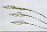 Agrostis gigantea