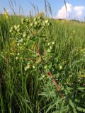 Euphorbia semivillosa