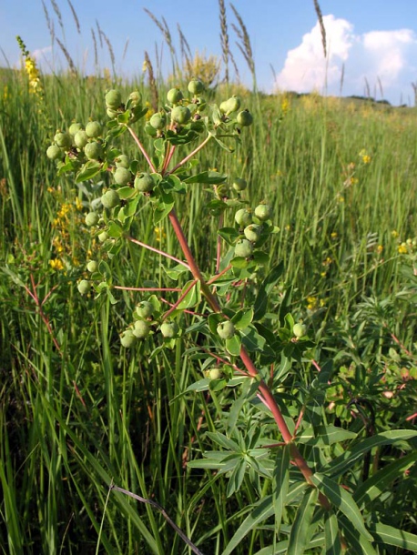 Image of Euphorbia semivillosa specimen.