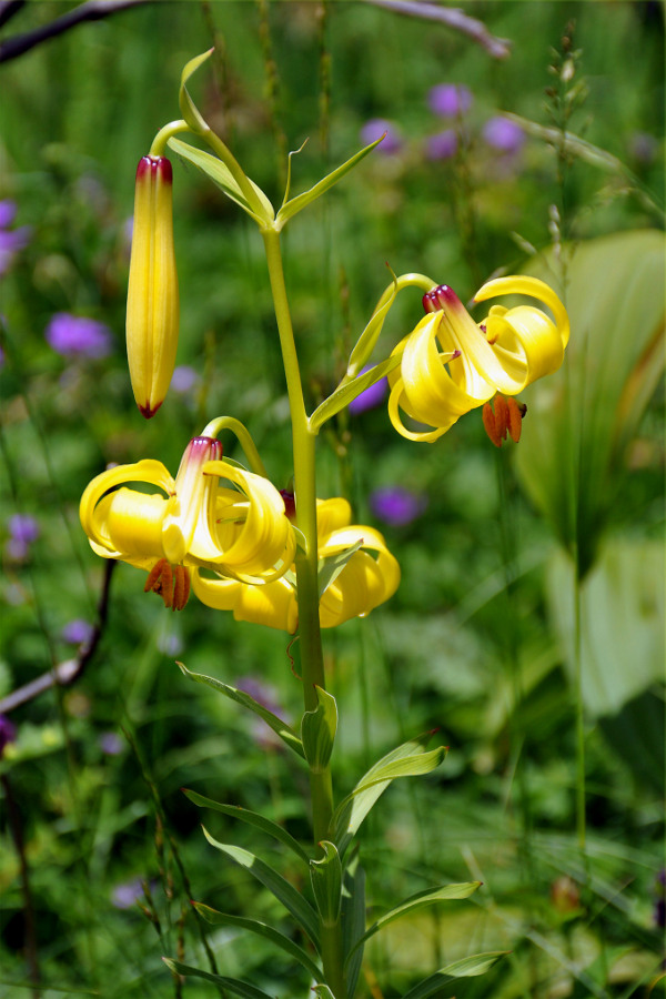 Image of Lilium kesselringianum specimen.