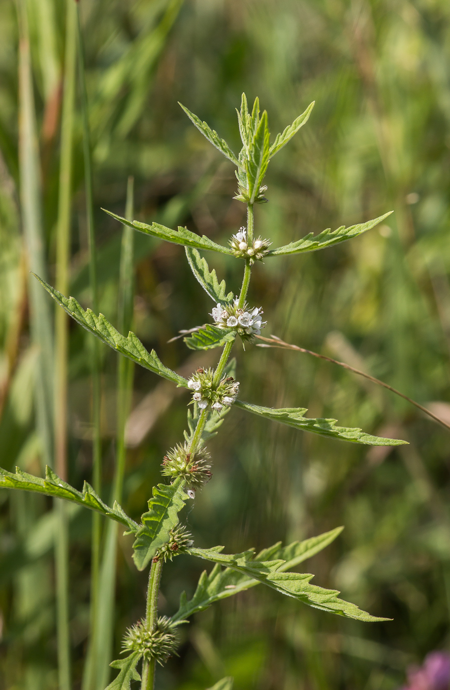 Image of Lycopus europaeus specimen.