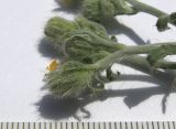 Pilosella echioides