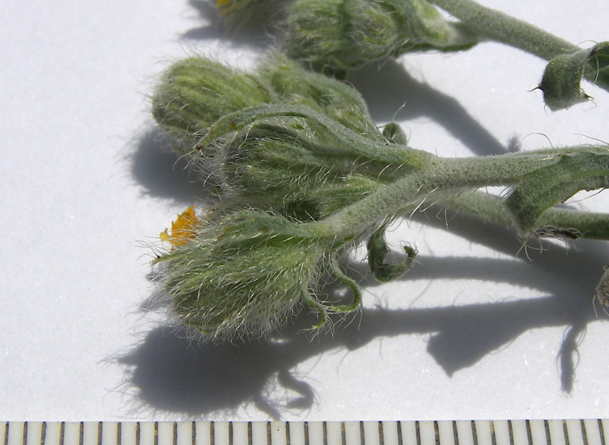 Image of Pilosella echioides specimen.