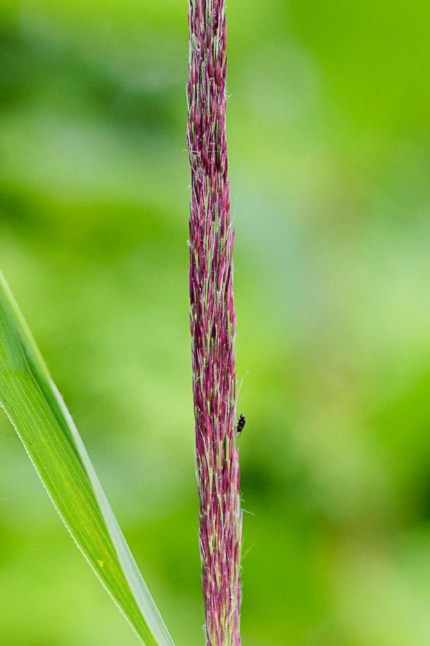 Изображение особи Phragmites australis.