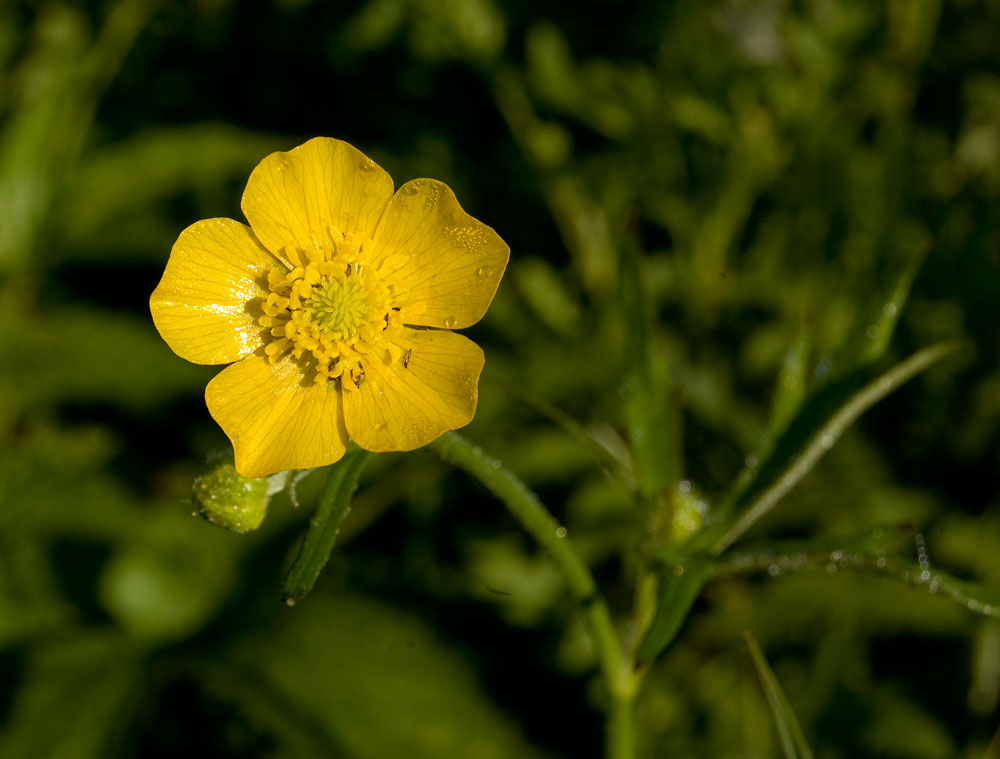 Image of Ranunculus acris specimen.