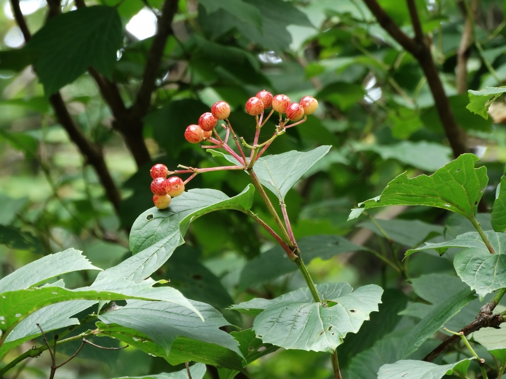 Image of Viburnum sargentii specimen.