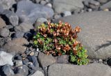 Saxifraga oppositifolia. Плодоносящее растение. Исландия, национальный парк Ватнайокюдль (южная часть), окр. ледника Скафтафельсйокюдль, каменистый склон вблизи ледника. 04.08.2016.