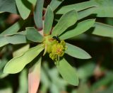 Euphorbia balsamifera. Верхушка побега с тычиночным циацием и сидящим на нём муравьём. Испания, автономное сообщество Канарские острова, остров Фуэртевентура, провинция Лас Пальмас, муниципалитет Ла Олива, восточные окр. пос. Эль Котильо, предгорная равнина, пояс суккулентных кустарников. 17.03.2016.