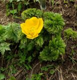 Pulsatilla aurea