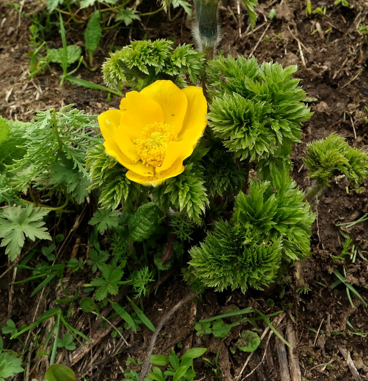 Image of Pulsatilla aurea specimen.