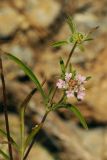 Lomelosia micrantha