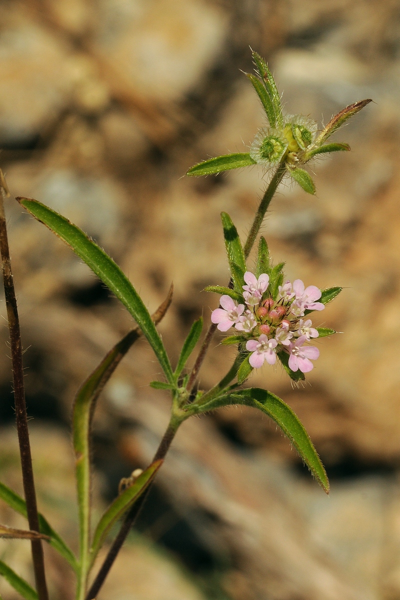 Image of Lomelosia micrantha specimen.