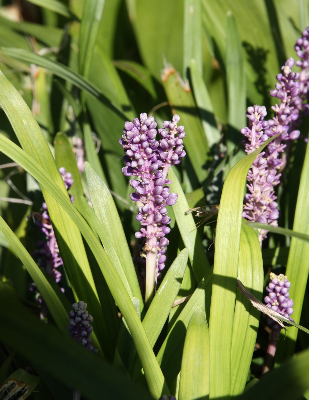 Image of Liriope muscari specimen.