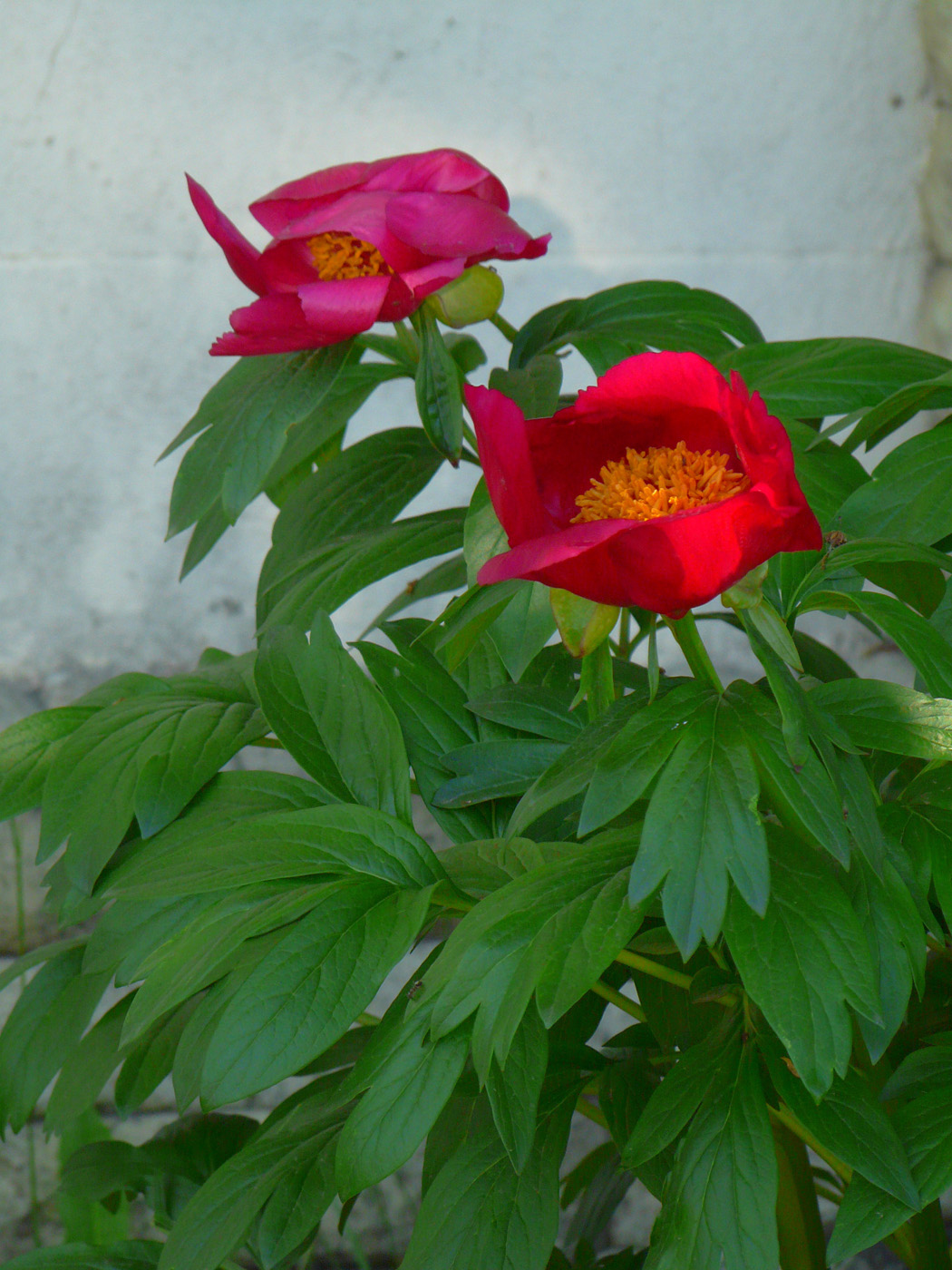 Изображение особи Paeonia peregrina.