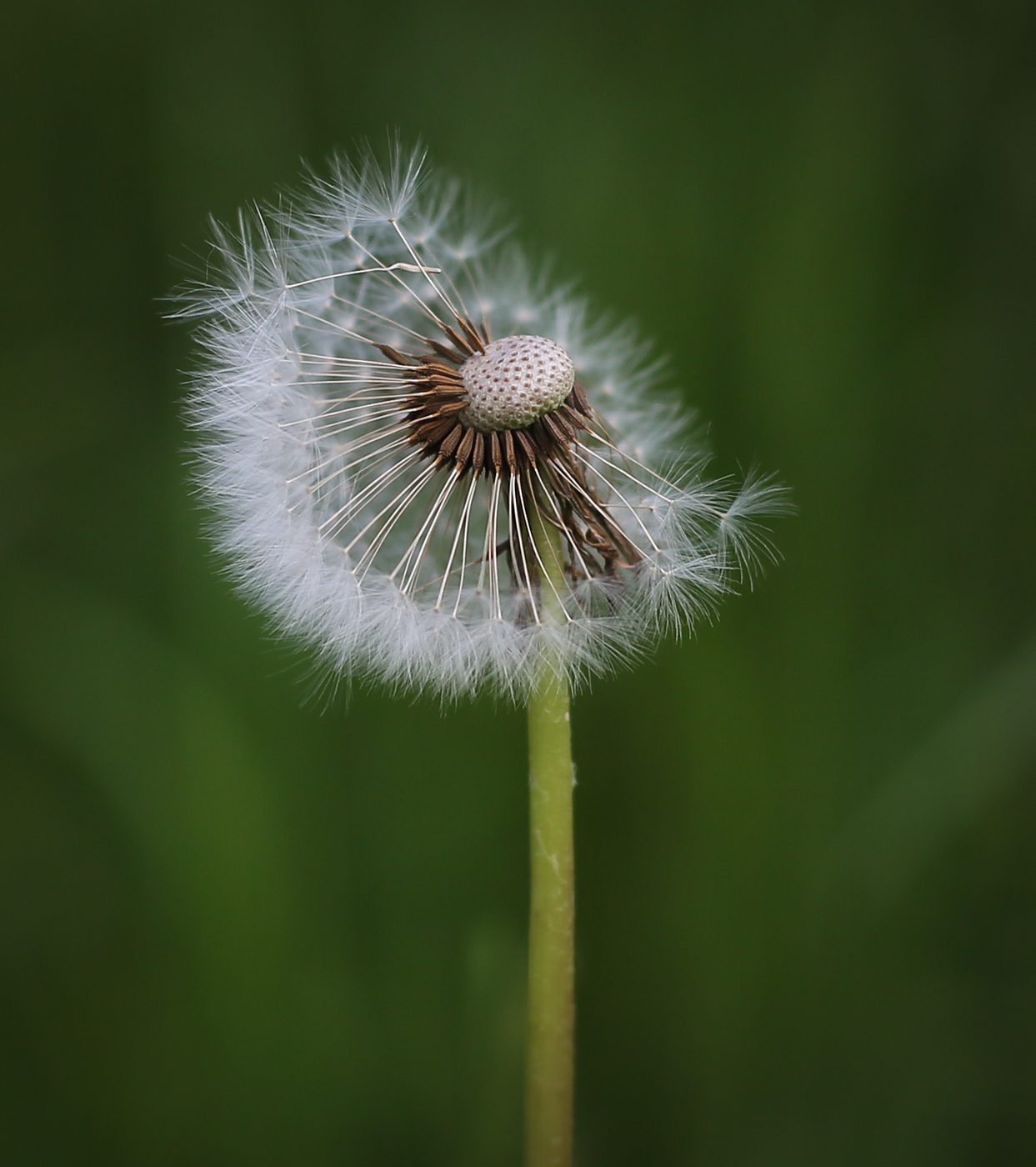 Изображение особи Taraxacum officinale.