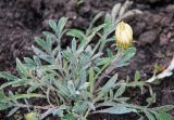 Gazania rigens