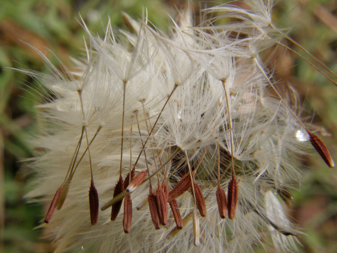 Image of Taraxacum erythrospermum specimen.