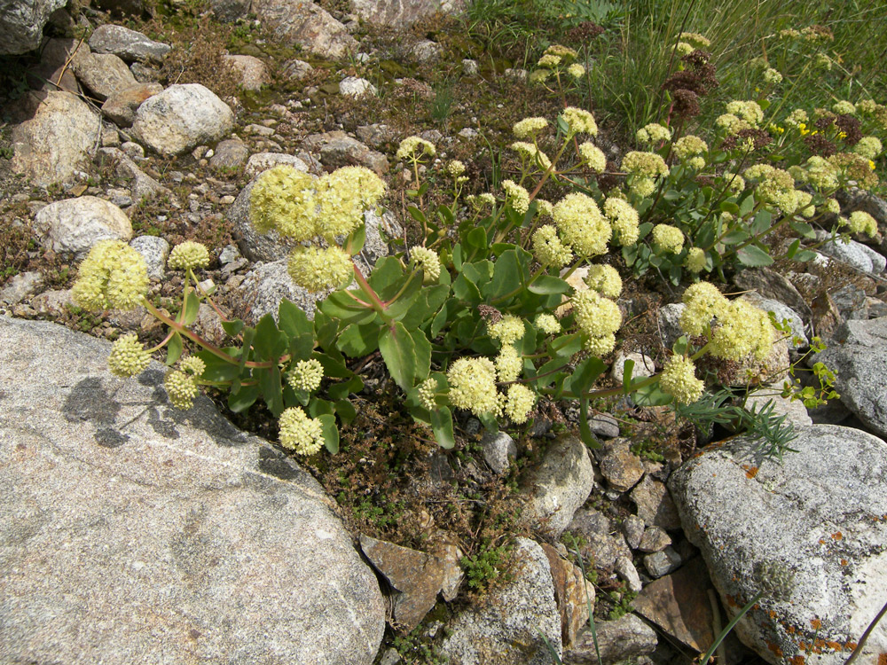 Image of Hylotelephium caucasicum specimen.