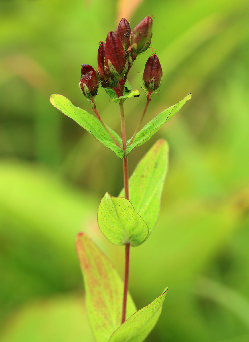 Изображение особи Hypericum erectum.