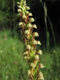 Orchis anthropophora