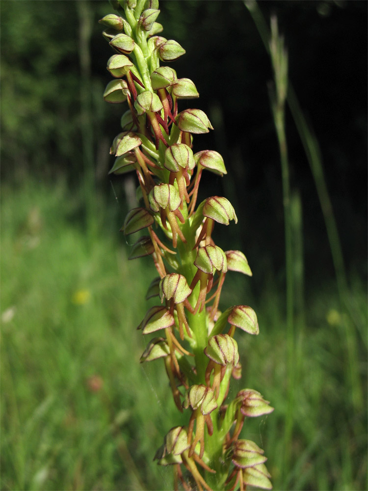 Image of Orchis anthropophora specimen.