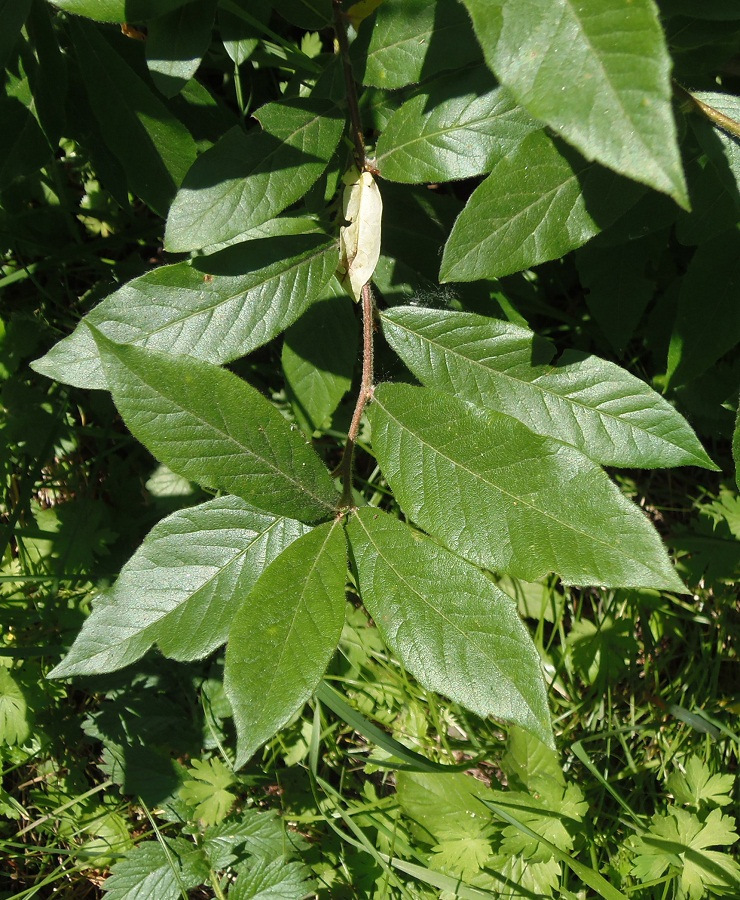 Image of Mespilus germanica specimen.