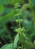 Clinopodium sachalinense